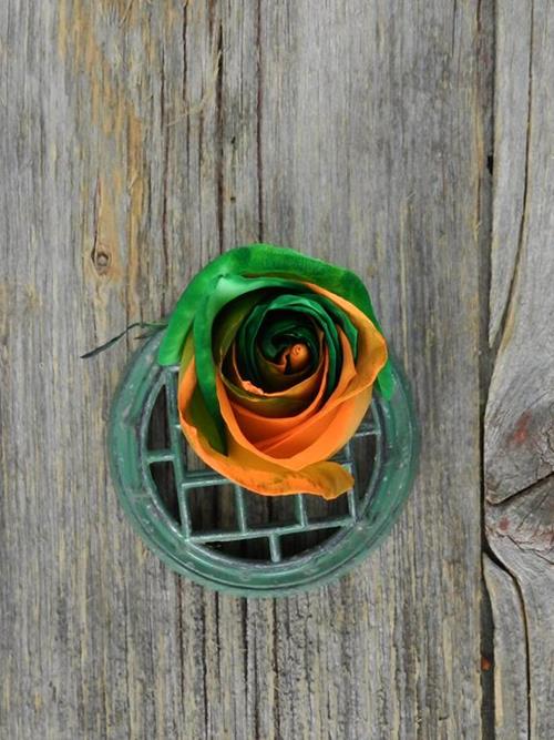 GREEN & ORANGE  TINTED ROSES